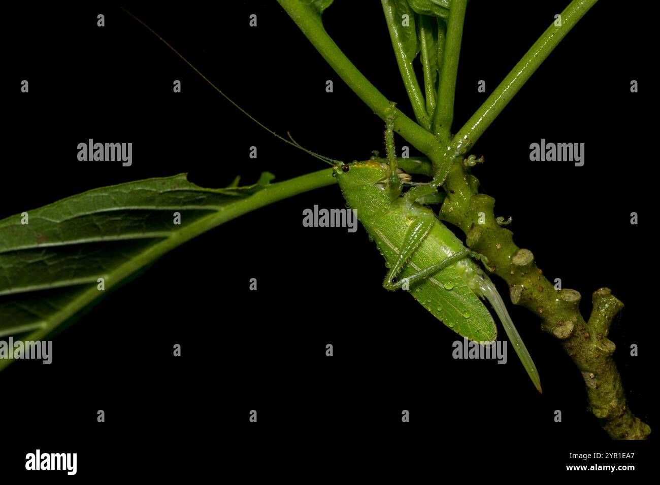 Katydid tettigoniidae hi-res stock photography and images - Alamy