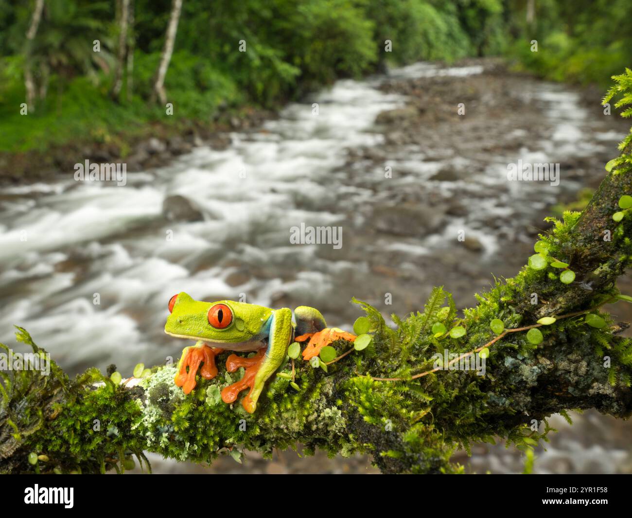 Red-eyed Tree Frog, Agalychnis callidryas, also known as the Red-eyed leaf Frog, on a tree branch with river and forest in the background, Costa Rica Stock Photo