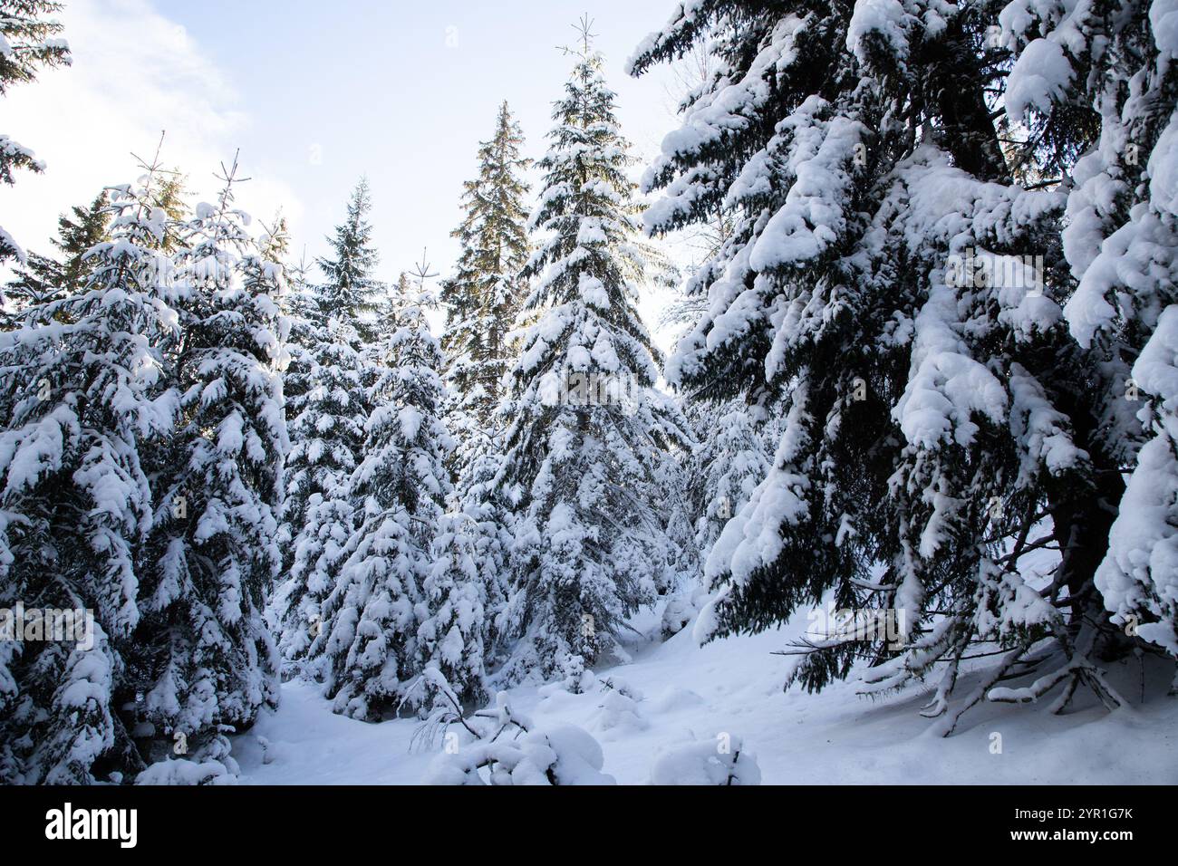 magical winter landscape with snowy fir trees Stock Photo - Alamy