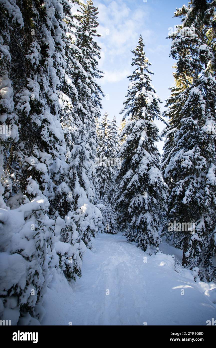 magical winter landscape with snowy fir trees Stock Photo - Alamy