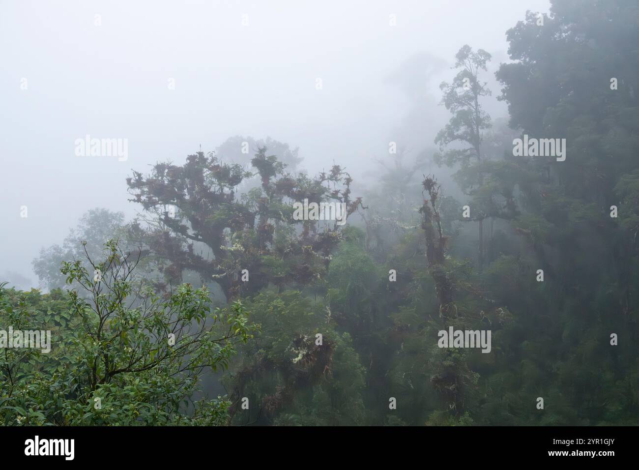 Cloud forest, rainforest, Cordillera de Talamanca, Cerro de Muerte, Costa Rica Stock Photo