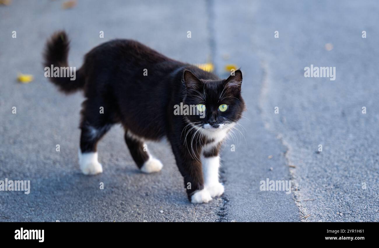 black and white cat walking down the street Stock Photo - Alamy