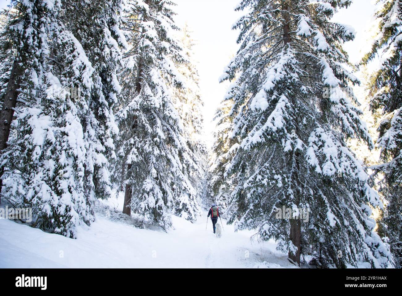magical winter landscape with snowy fir trees Stock Photo - Alamy