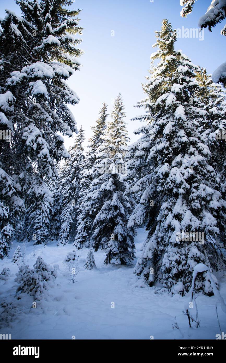 magical winter landscape with snowy fir trees Stock Photo - Alamy