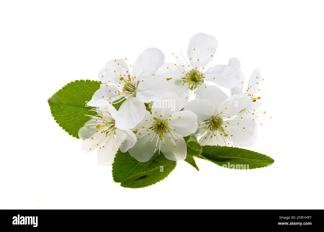 cherry blossoms isolated on white background Stock Photo - Alamy