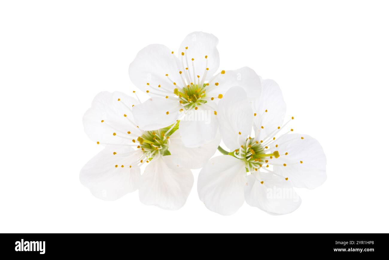 cherry blossoms isolated on white background Stock Photo - Alamy
