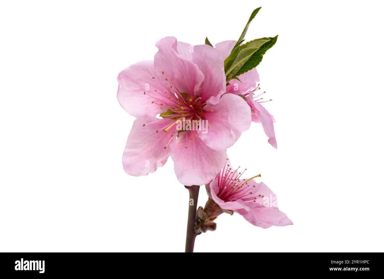 sakura flowers isolated on white background Stock Photo - Alamy