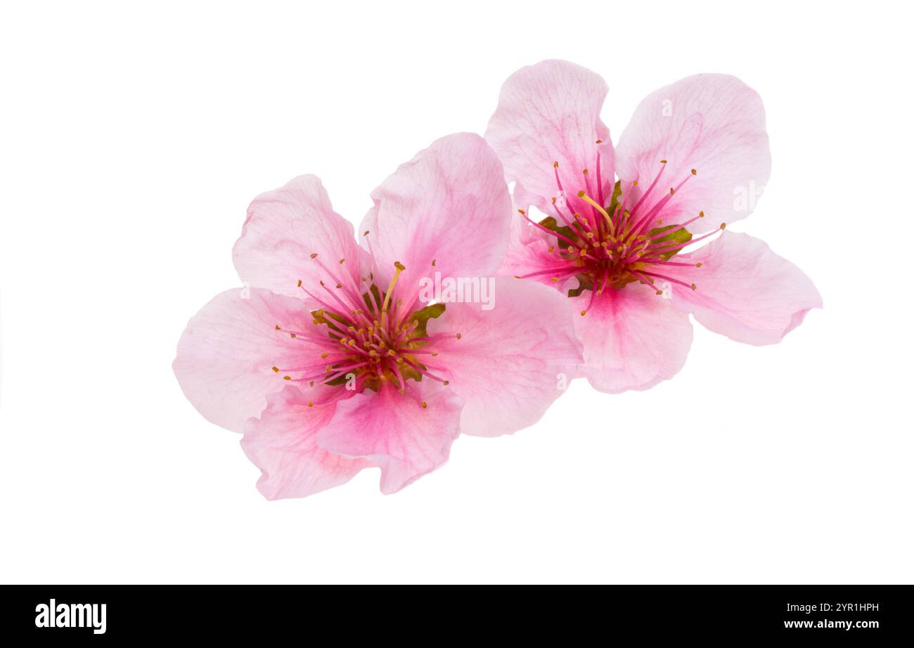 sakura flowers isolated on white background Stock Photo - Alamy