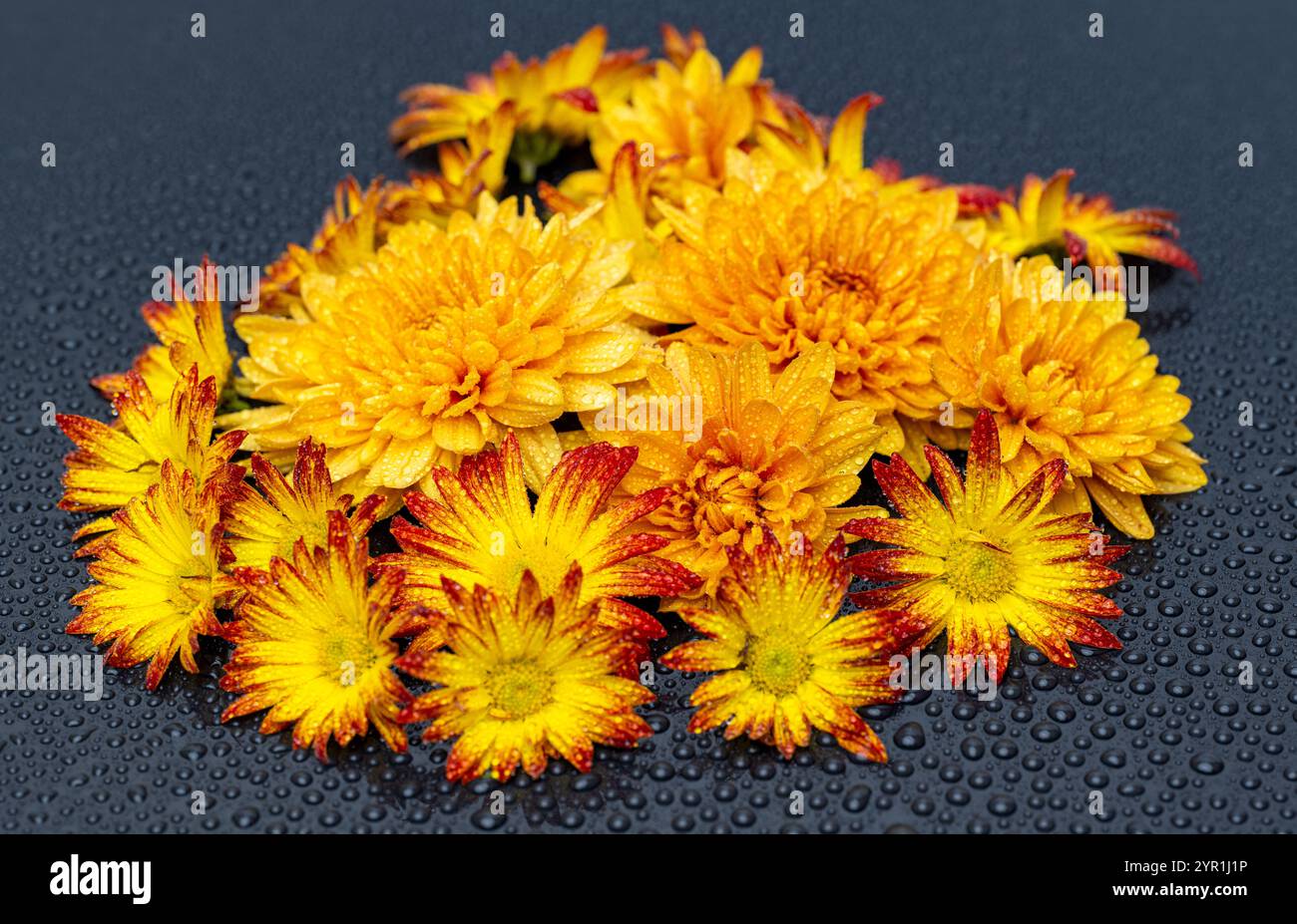 yellow chrysanthemums on a black background Stock Photo