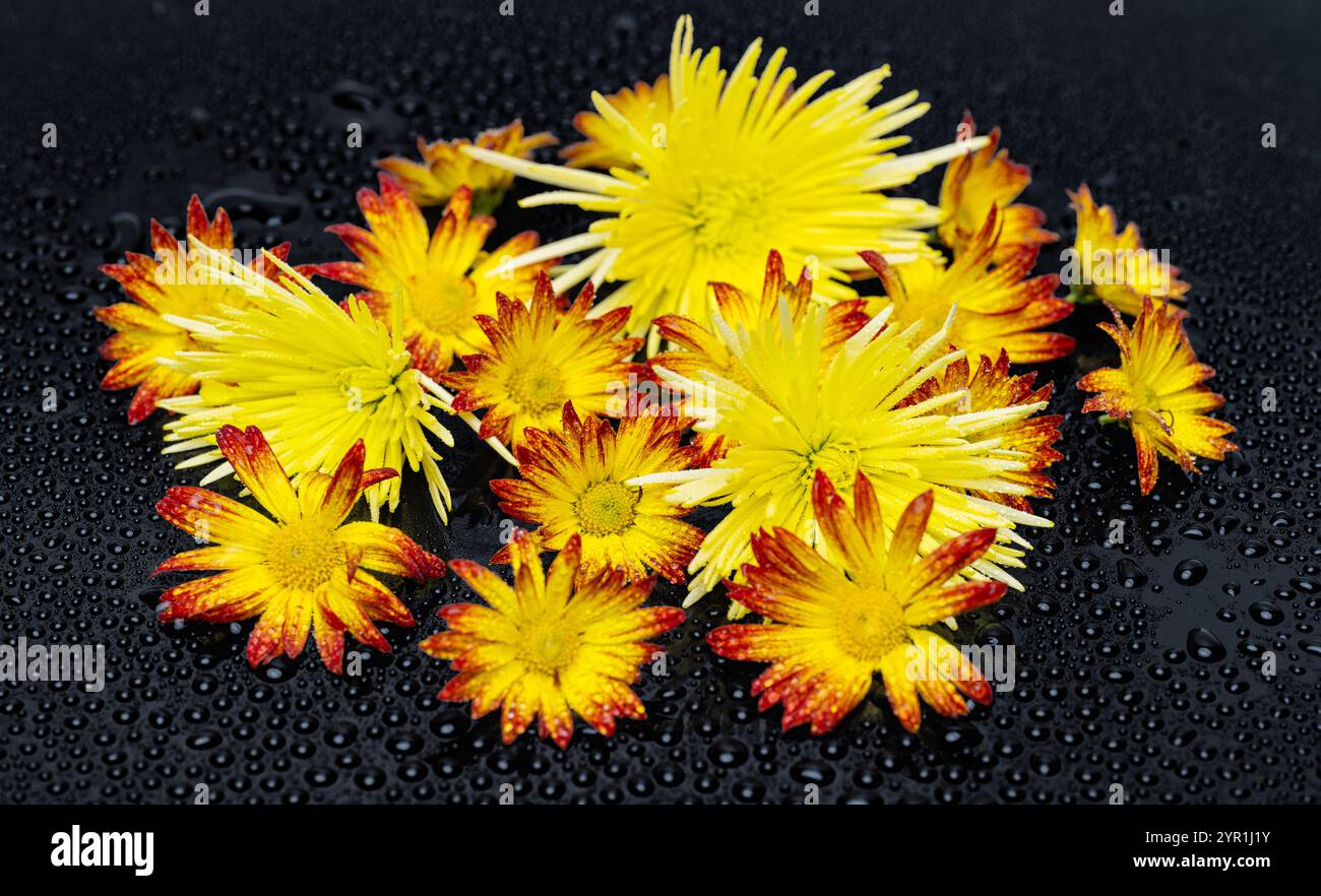 yellow chrysanthemums on a black background Stock Photo