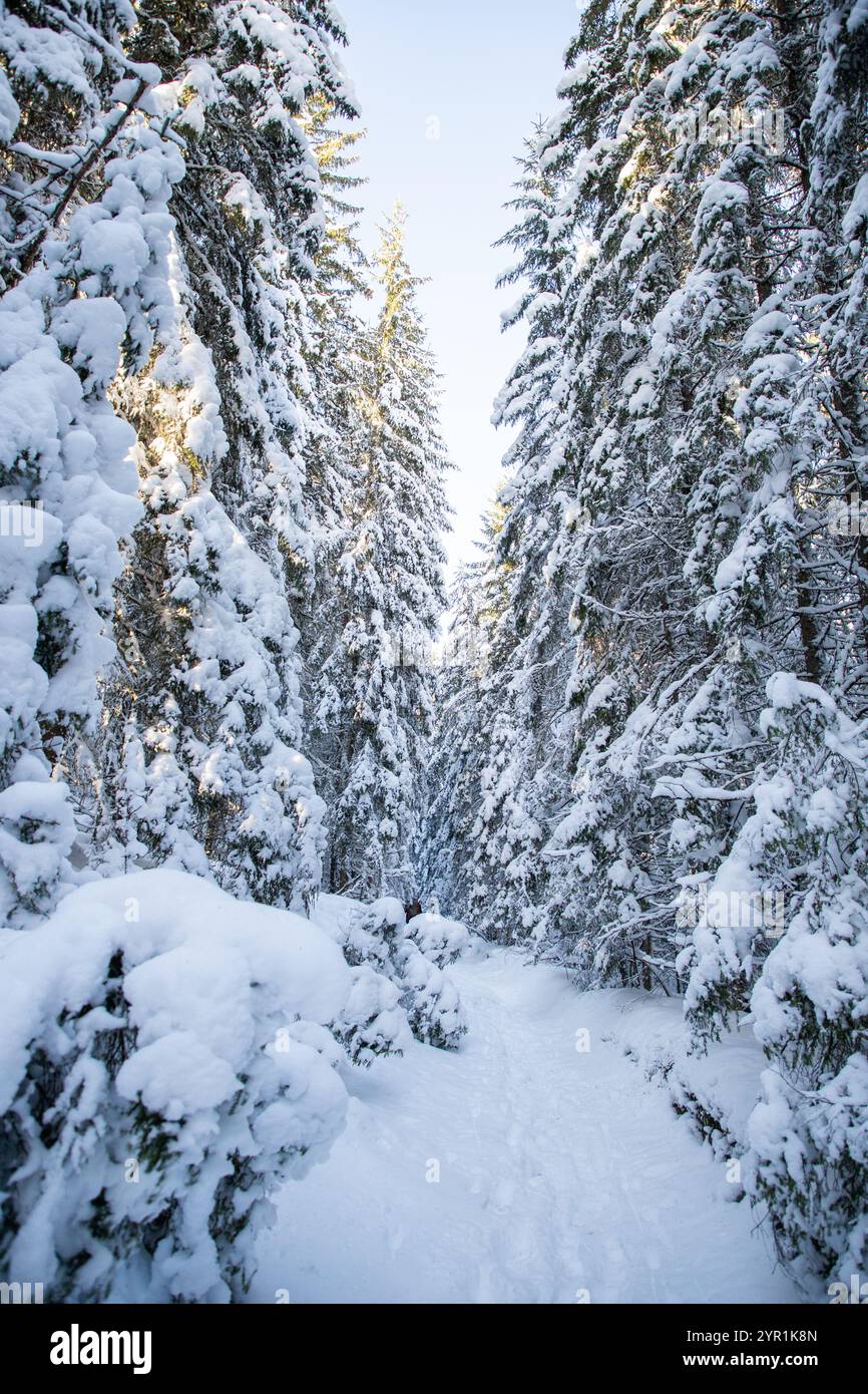 magical winter landscape with snowy fir trees Stock Photo - Alamy