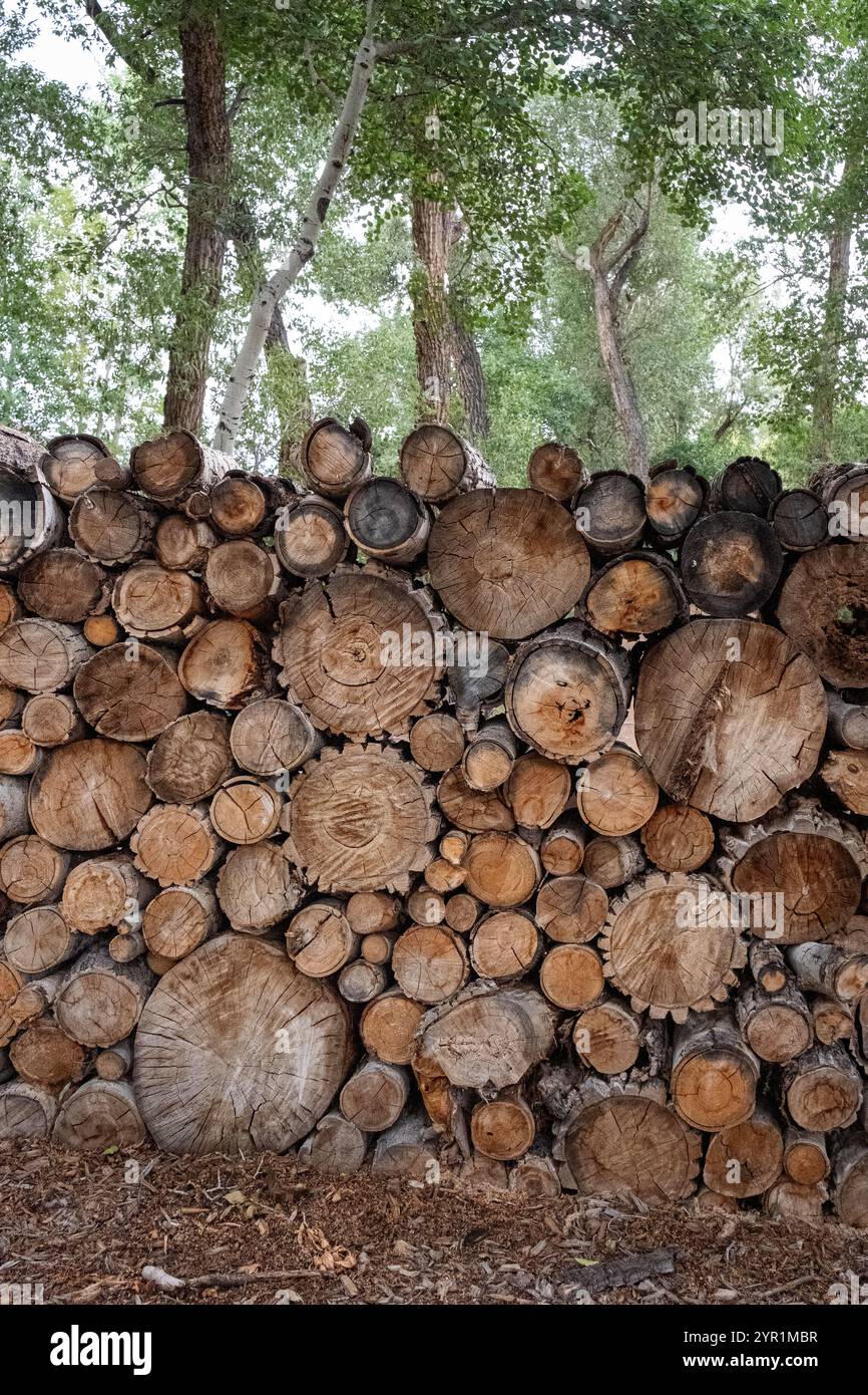 A woodpile against tall trees. Stock Photo