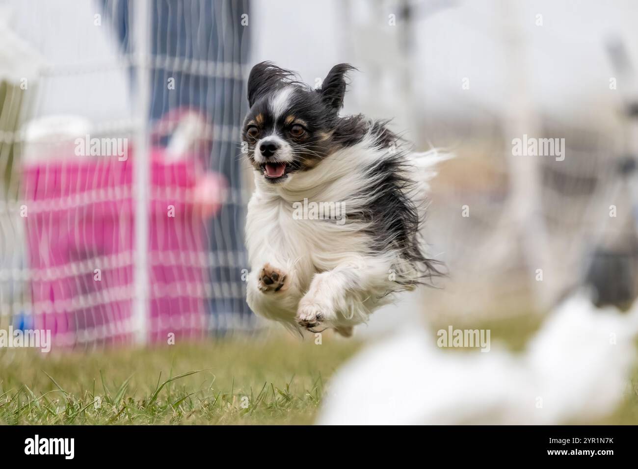 Purebred Tricolor Papillon Running Lure Course Sprint Dog Sport Stock Photo