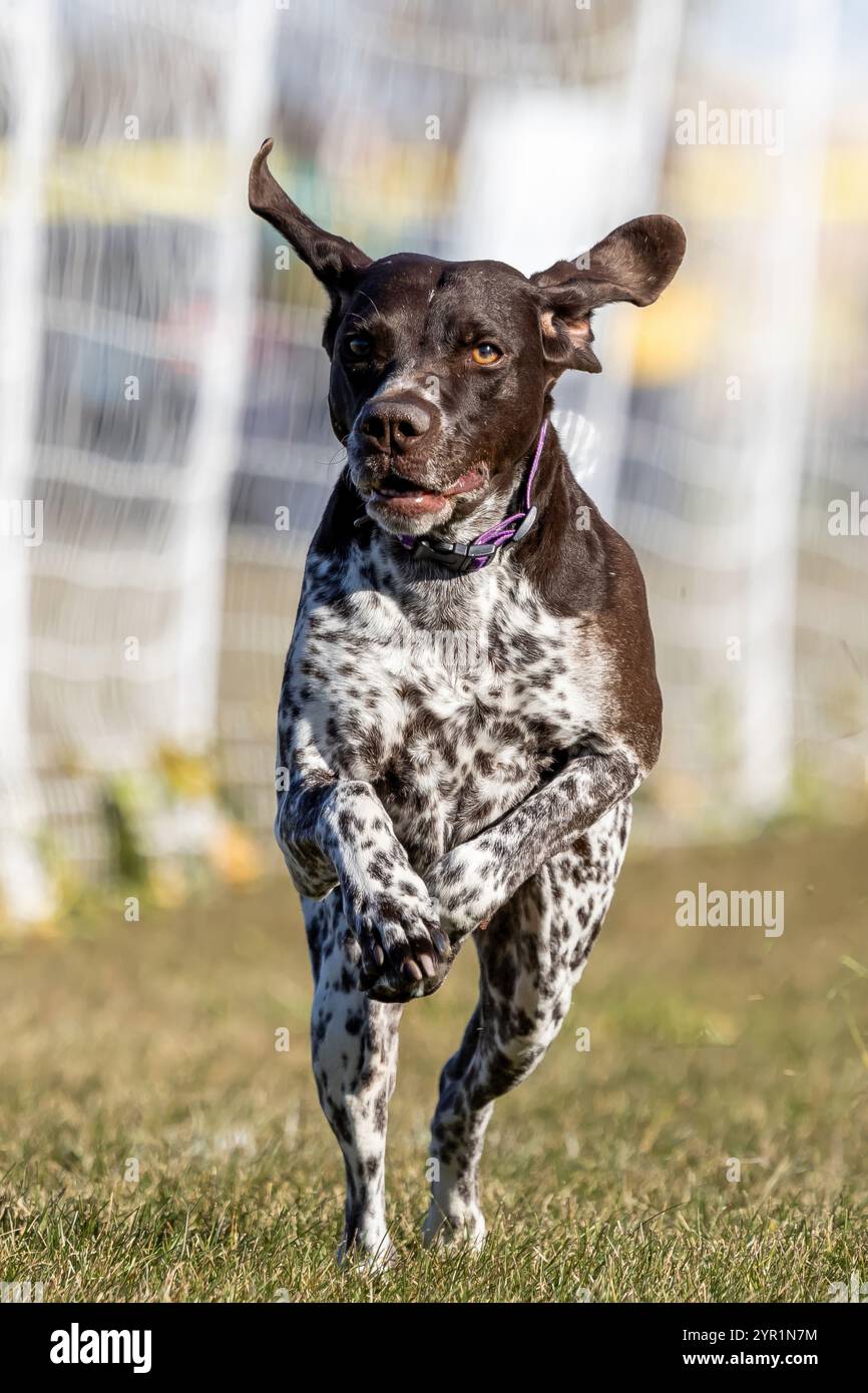 German Shorthaired Pointer Running Lure Course Sprint Dog Sport Stock Photo