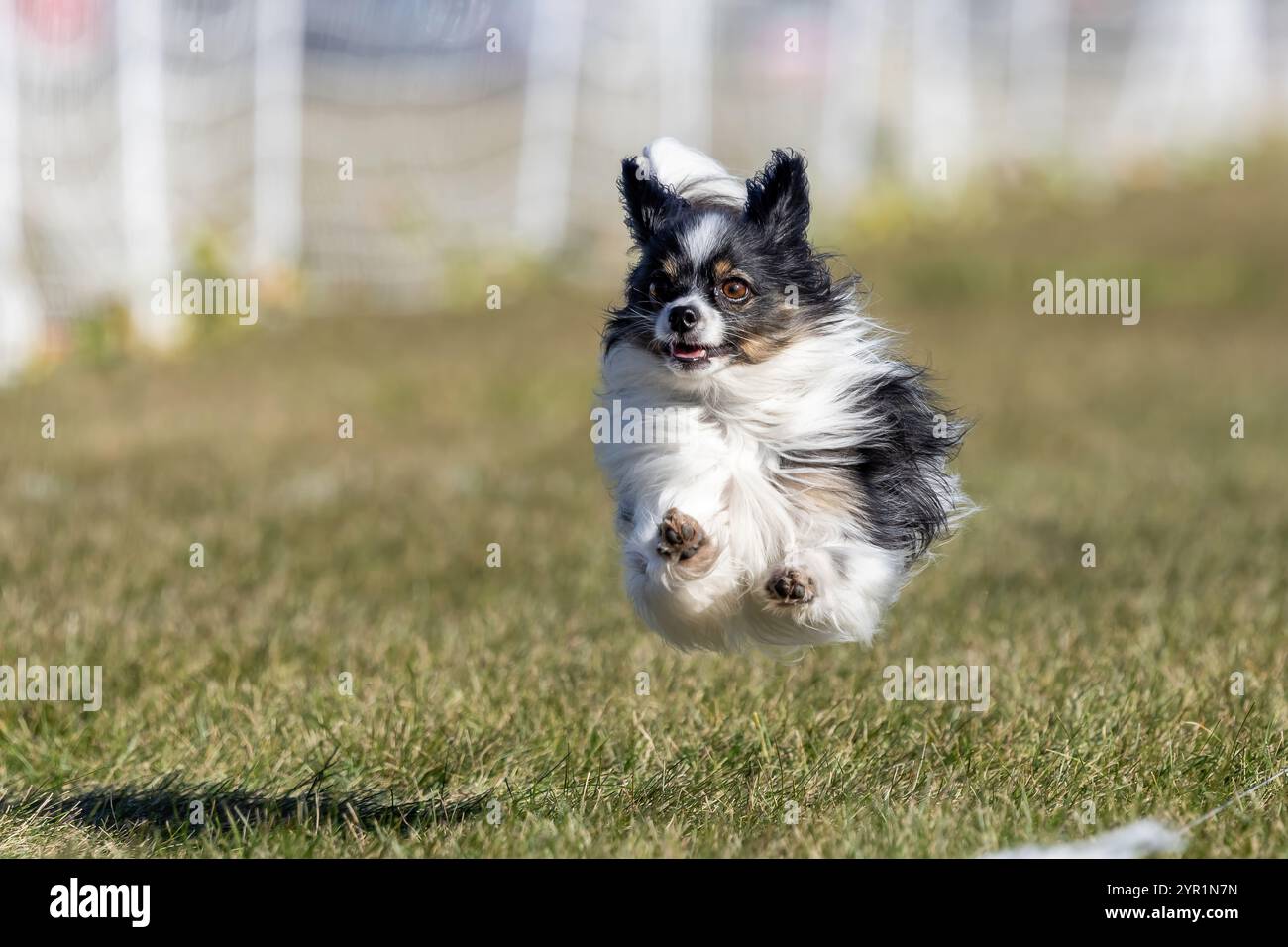 Tri Color Running Tricolor papillon hi-res stock photography and images - Alamy