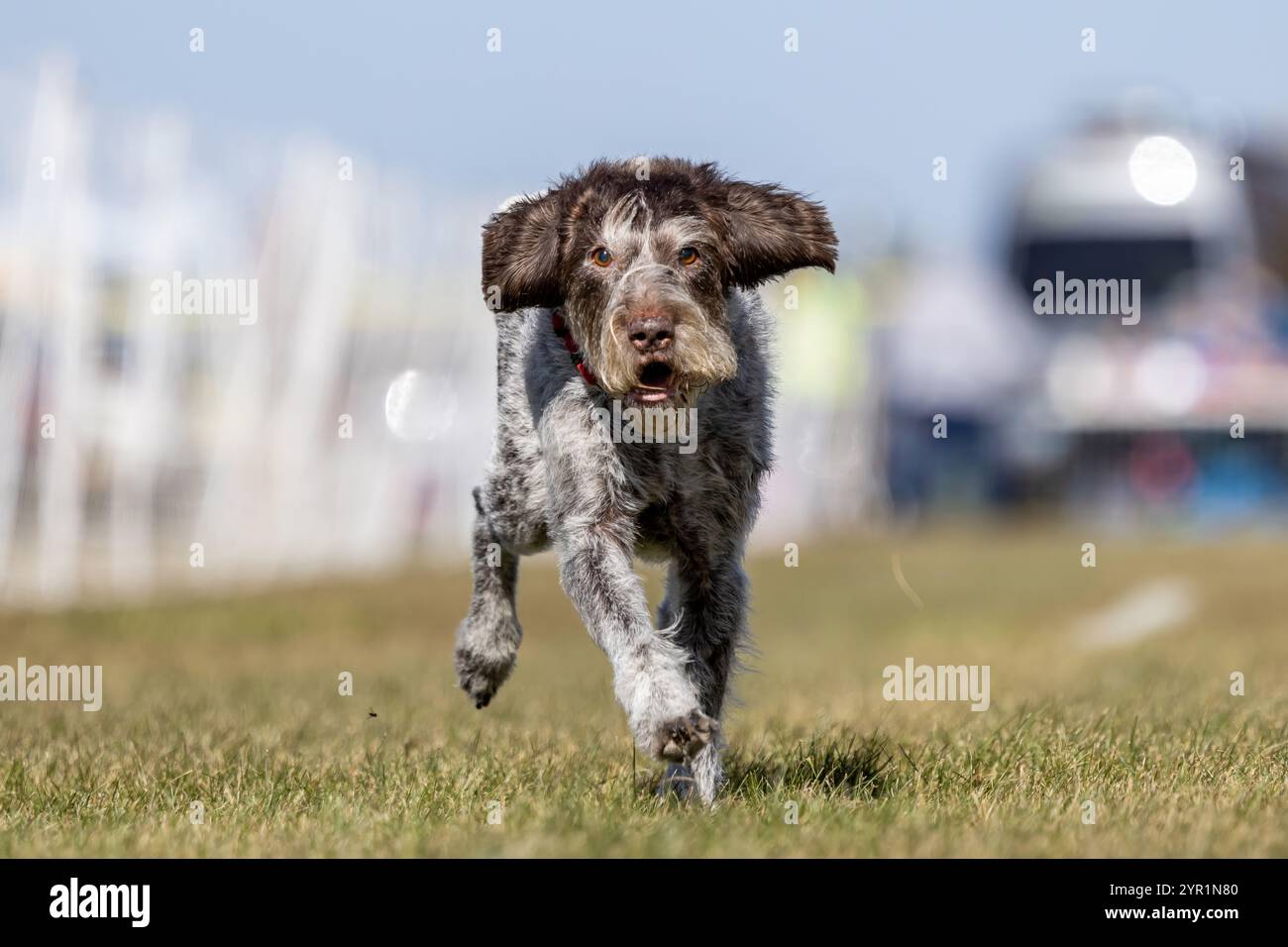 German Wirehaired Pointer Running Lure Course Sprint Dog Sport Stock Photo