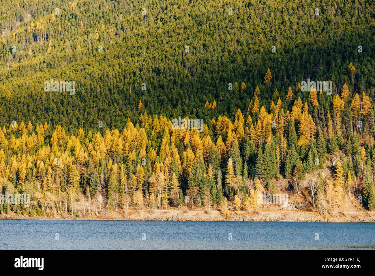 Golden larches evergreens fall hi-res stock photography and images - Alamy