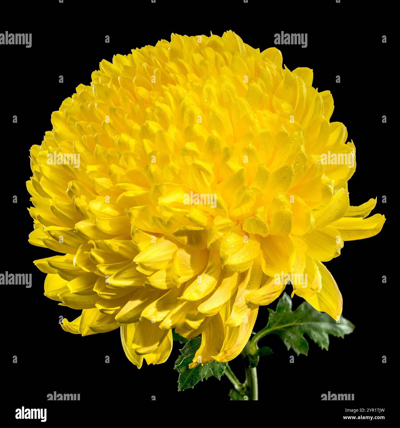 Yellow Chrysanthemum on black Background Stock Photo
