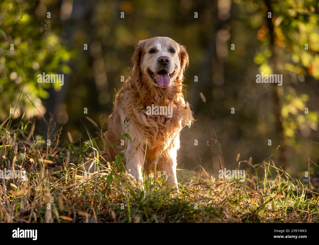 Majestic golden retriever dog hi-res stock photography and images - Alamy