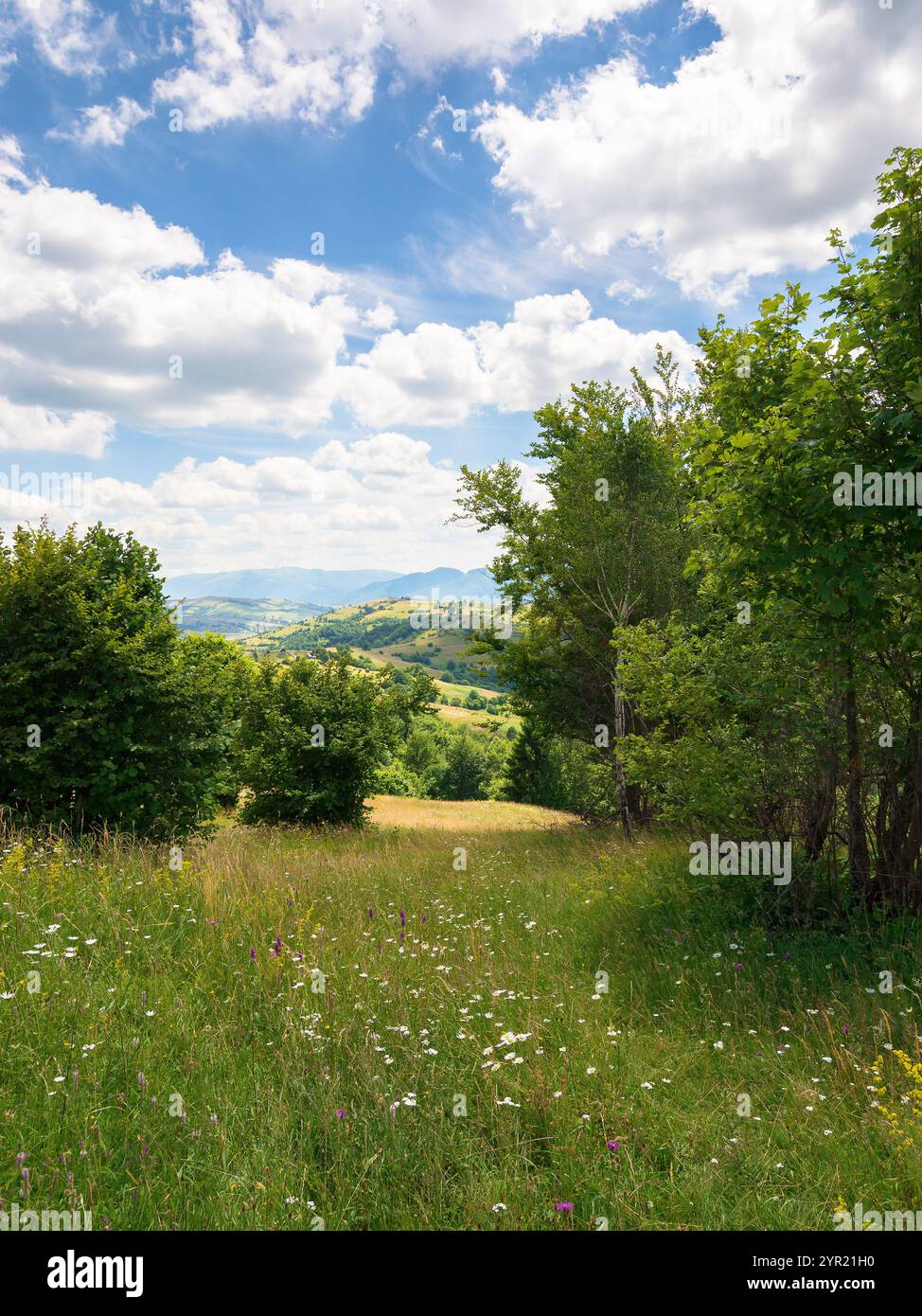 mountainous rural landscape in summer. scenic countryside outdoor adventure. trees and herb meadow on the hill. sunny day with clouds on the sky. tran Stock Photo