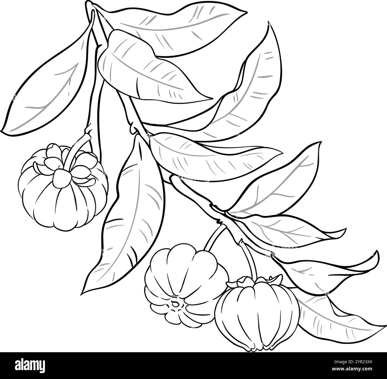 Garcinia Branch with Fruits and Leaves Outline Illustration. Organic natural nutritional healthy food ingredient, vegetarian diet product. Vector isol Stock Vector