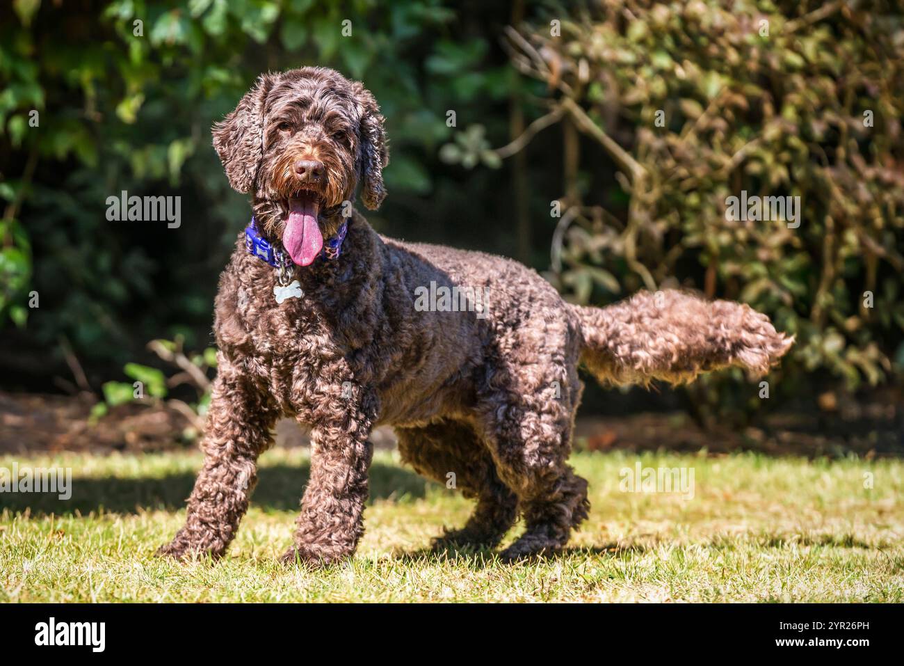 Brown cockapoo dog playing in her garden Stock Photo
