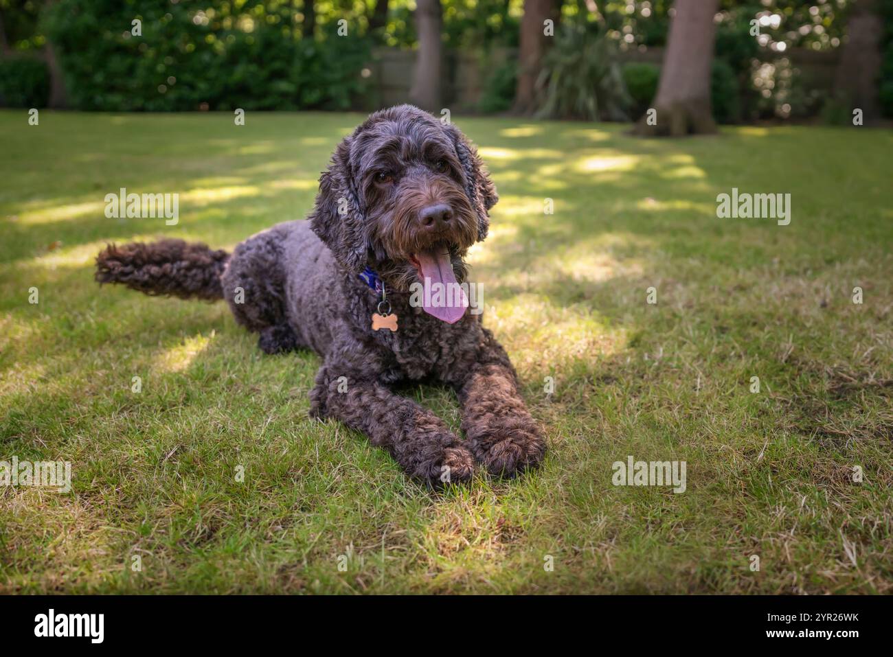 Brown cockapoo dog playing in her garden Stock Photo