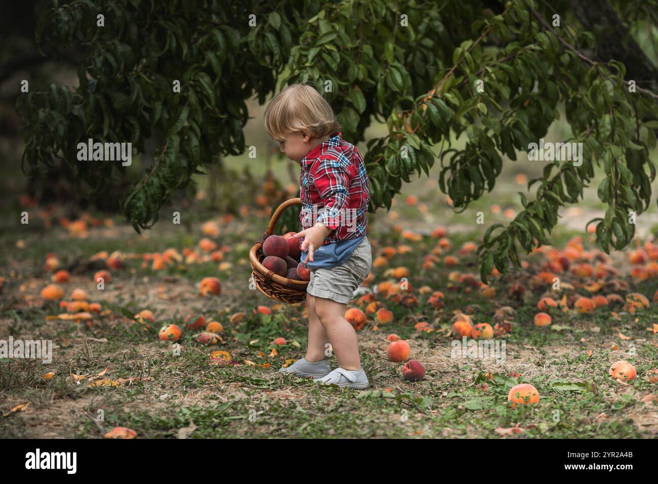 Little boy picking fresh ripe peach from tree on organic pick own fruit farm. Kids pick and eat tree ripen peaches in summer orchard. Stock Photo