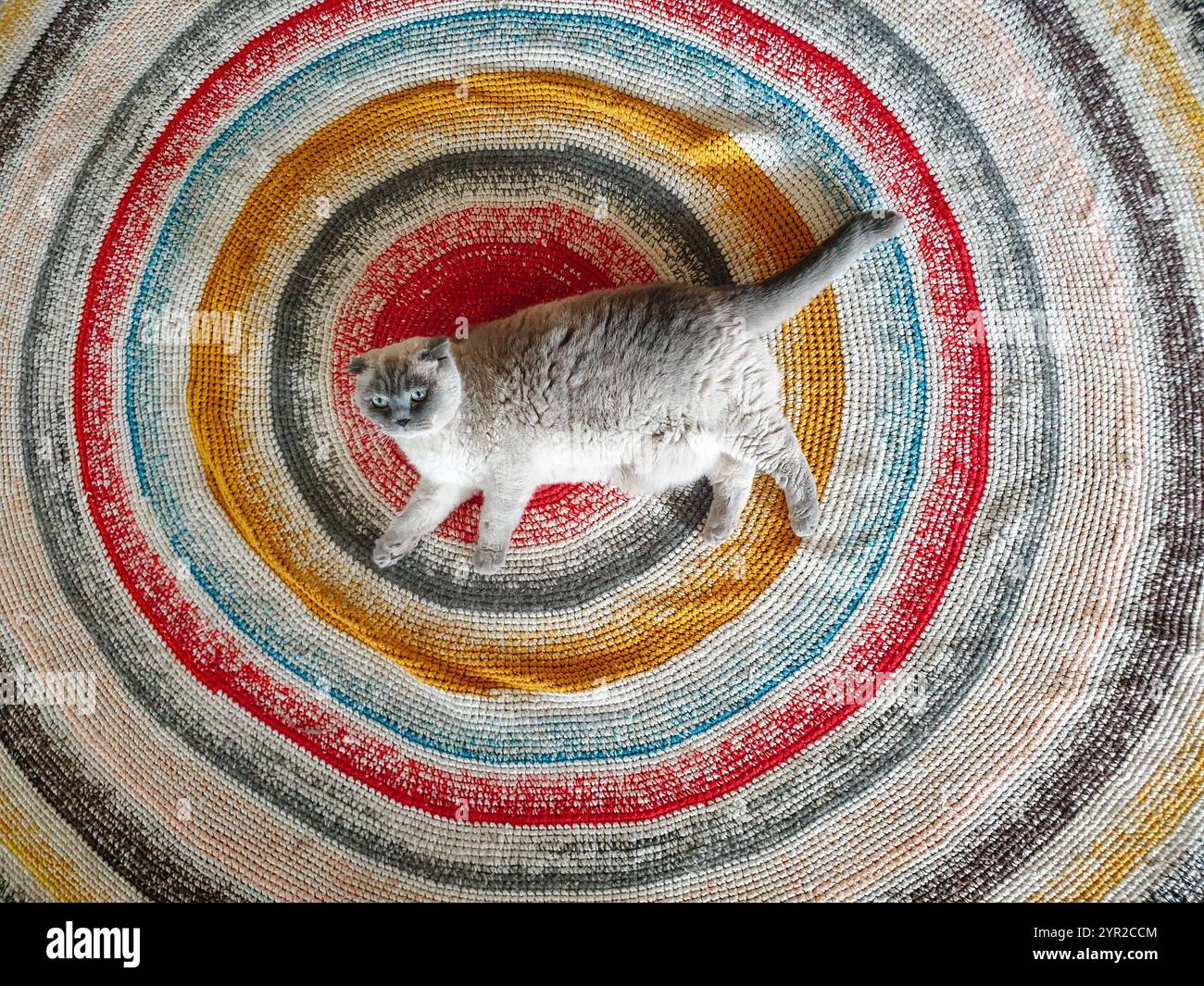 Cat-centric: grey Scottish Fold cat lying on the carpet with concentric circular pattern. Stock Photo