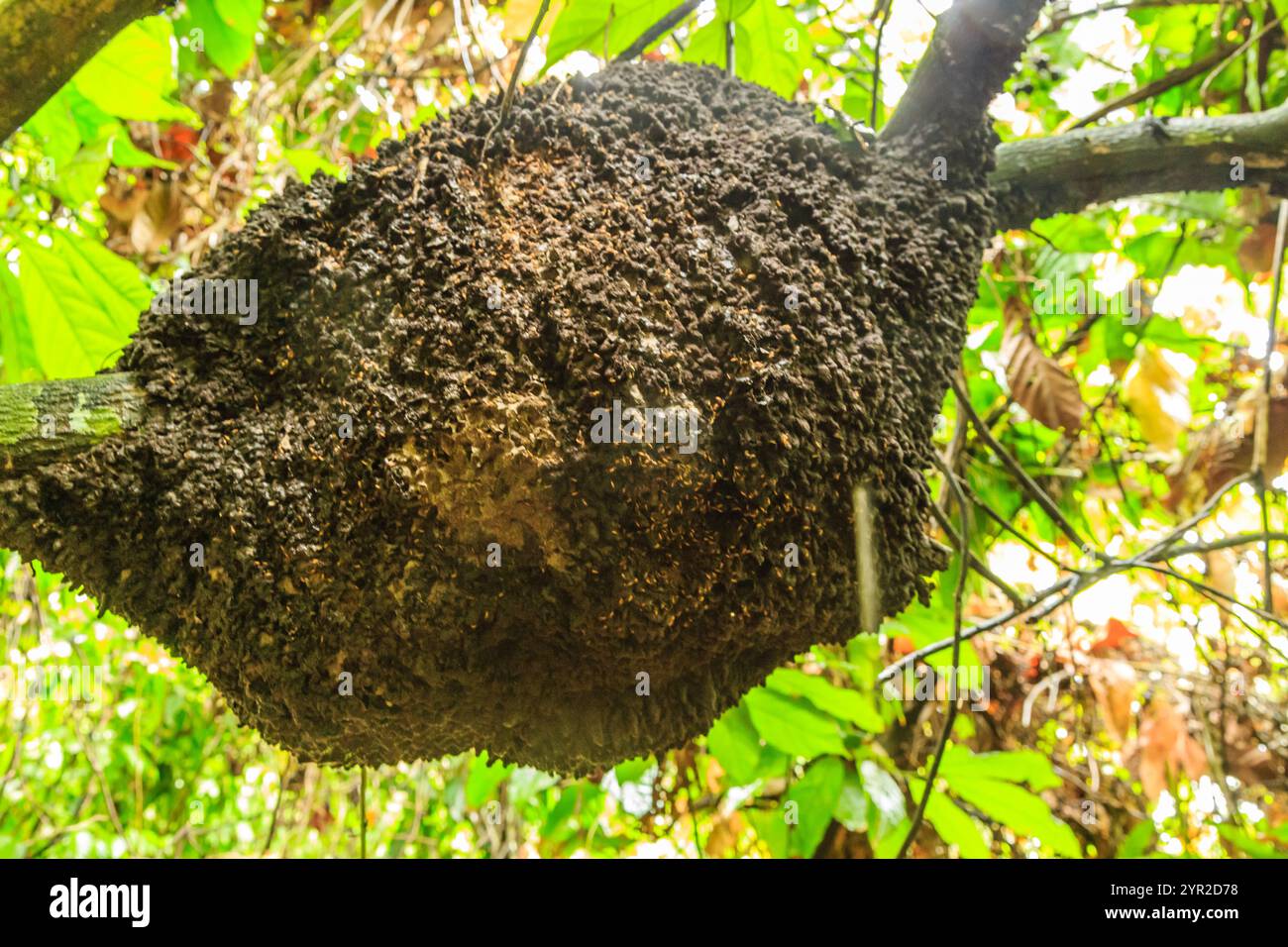 A large, brown, fuzzy mass of insects is growing on a tree branch. The ...