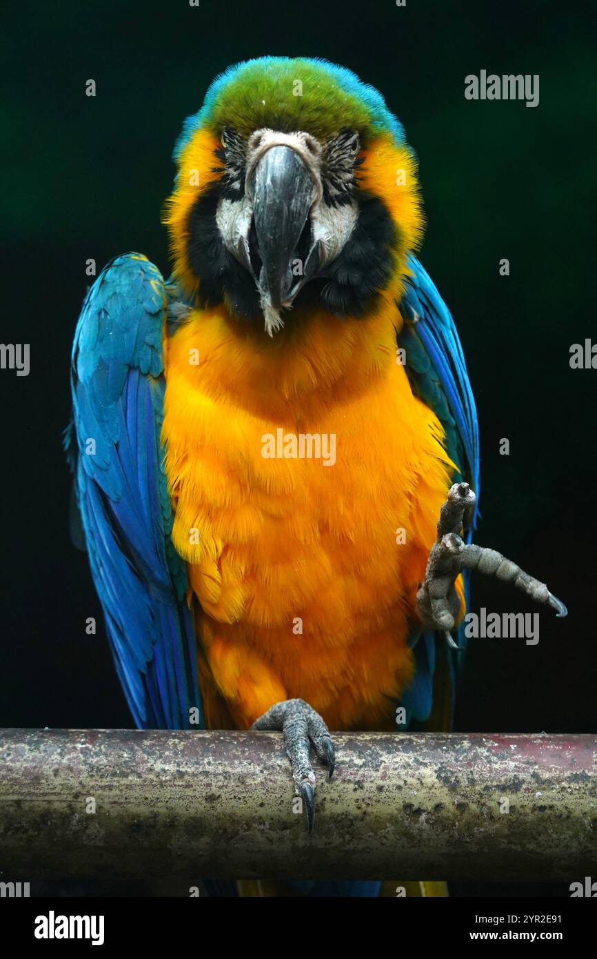 Photo inspiration: Fresh Look at New Delhi India 02Nd Dec 2024 A Blue And Yellow