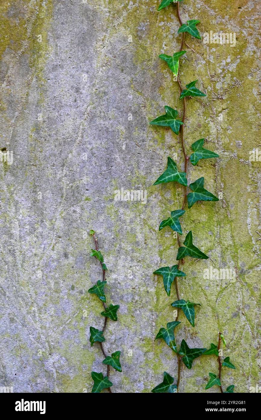 ivy shoot on stone background Stock Photo