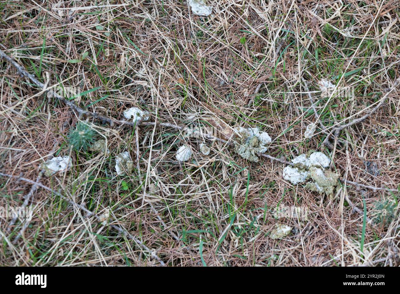 Auerhahn Losung, Tetrao urogallus, western capercaillie Stock Photo