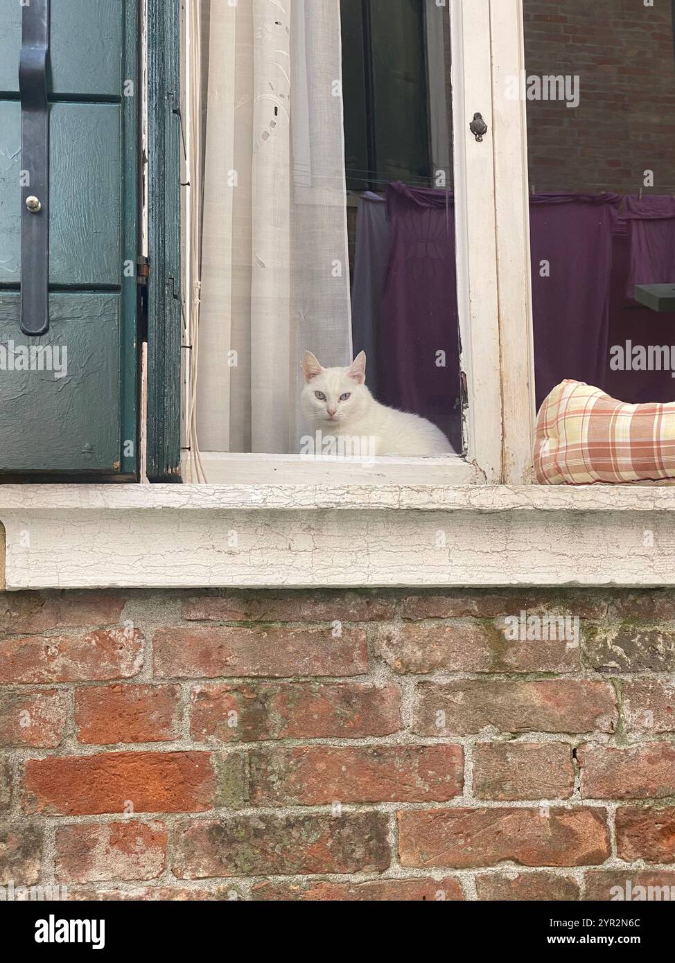 A serene white cat watches the world from a Venetian window. - Smartphone Captured Stock Image