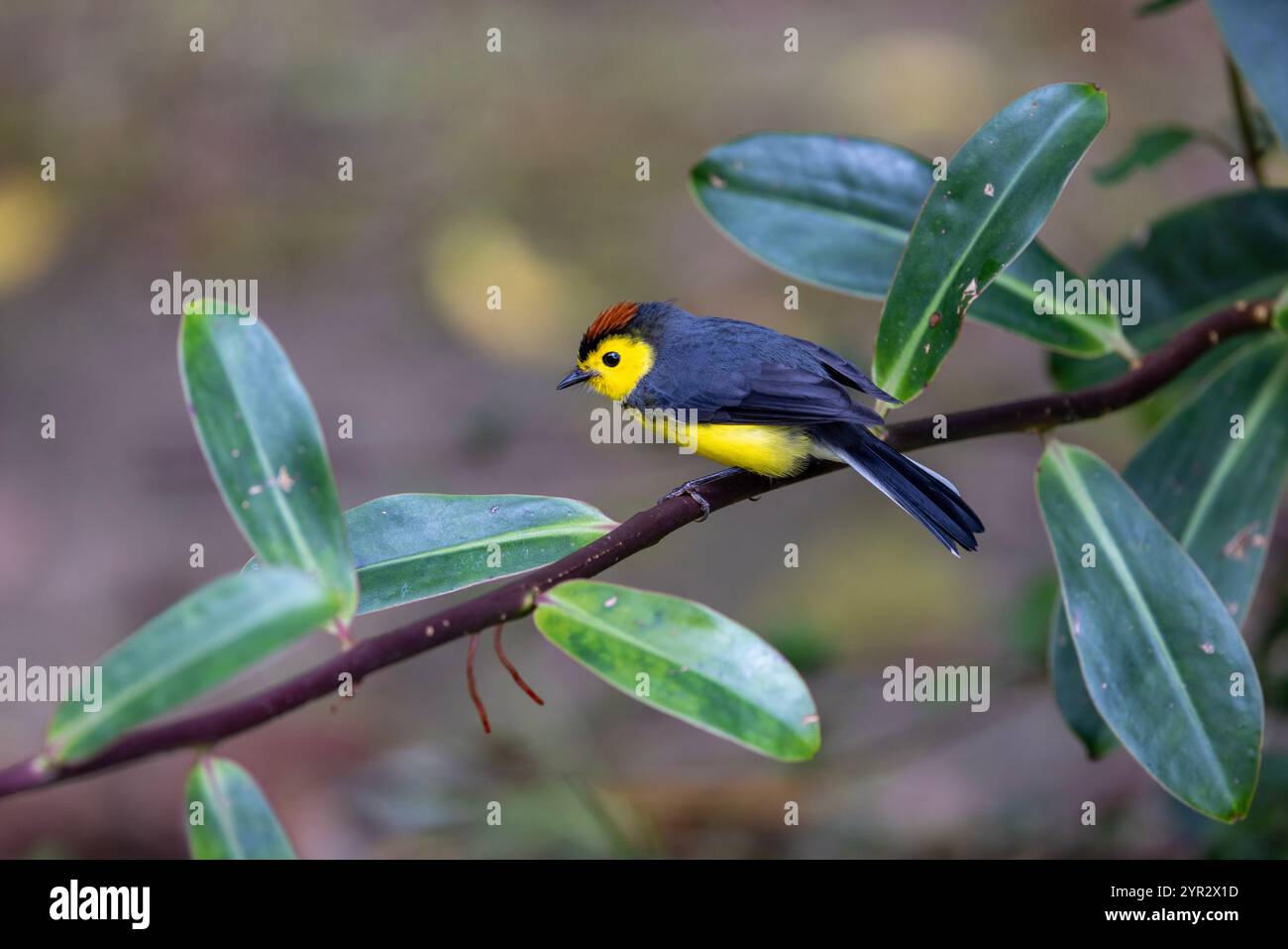 Collared whitestart hi-res stock photography and images - Alamy