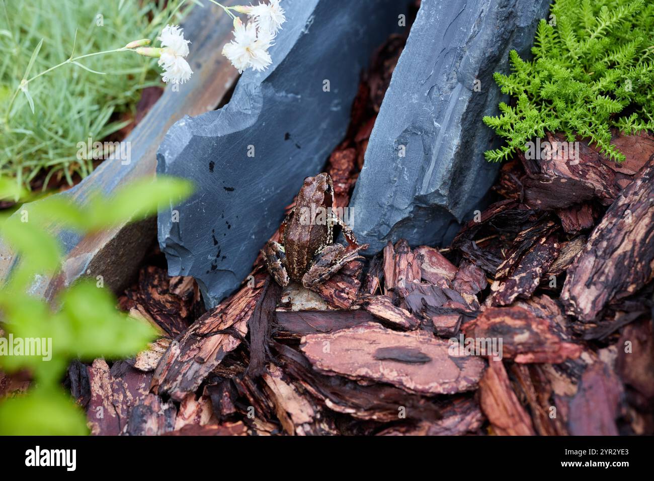 Hidden Frog In Rocks A Beautiful Forest Habitat Featuring a Camouflaged Frog Hidden Among ...