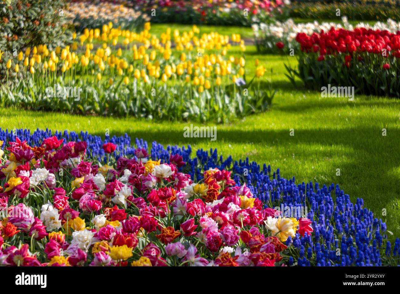 Keukenhof flower garden - largest tulip park in world, Lisse ...