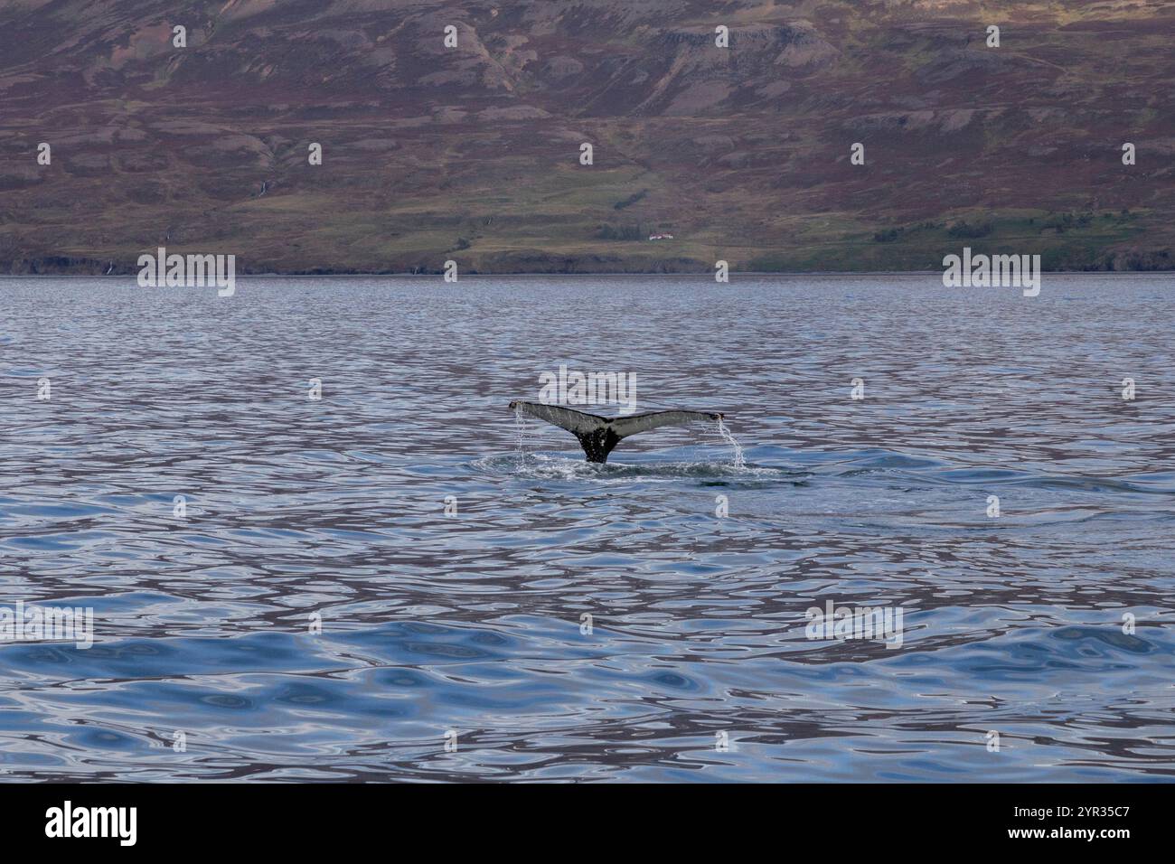Tail humpback whale emerging hi-res stock photography and images - Alamy