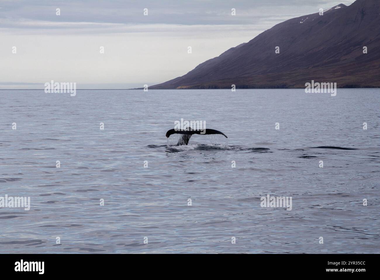 Majestic Whale Tail Emerging from the Ocean in Icelandic Waters Stock ...