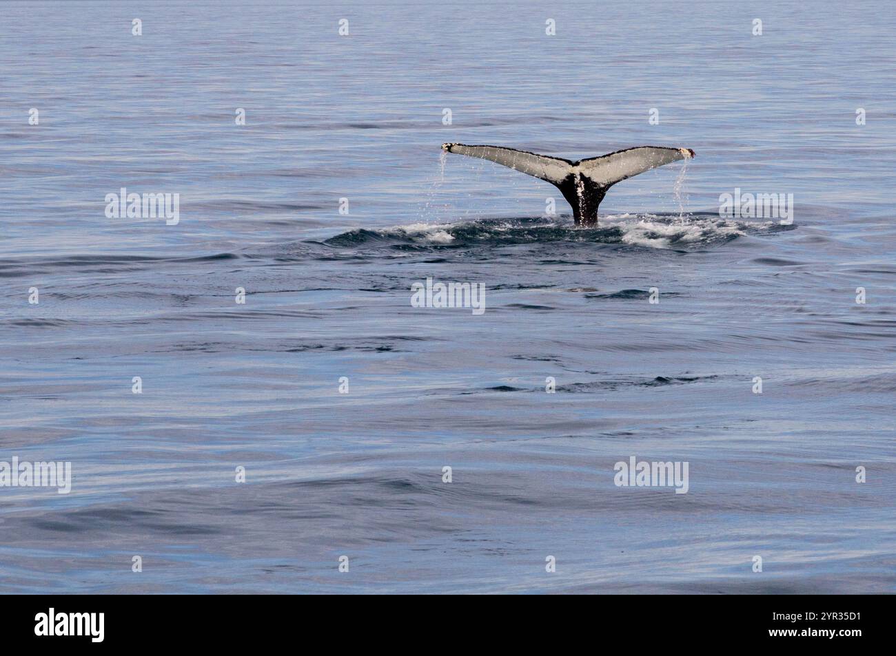 Majestic Whale Tail Emerging from the Ocean in Icelandic Waters Stock ...