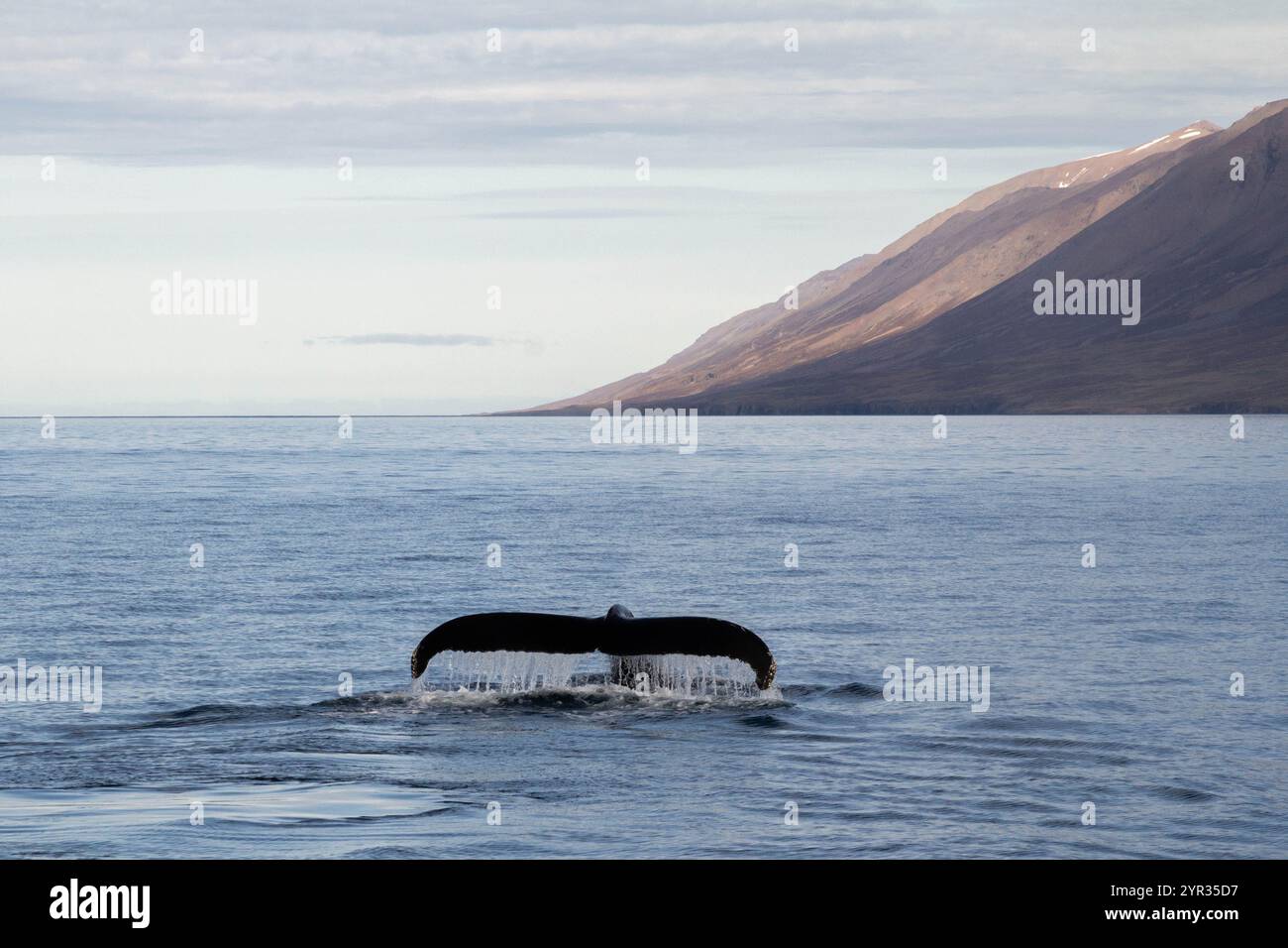 Majestic Whale Tail Emerging from the Ocean in Icelandic Waters Stock ...