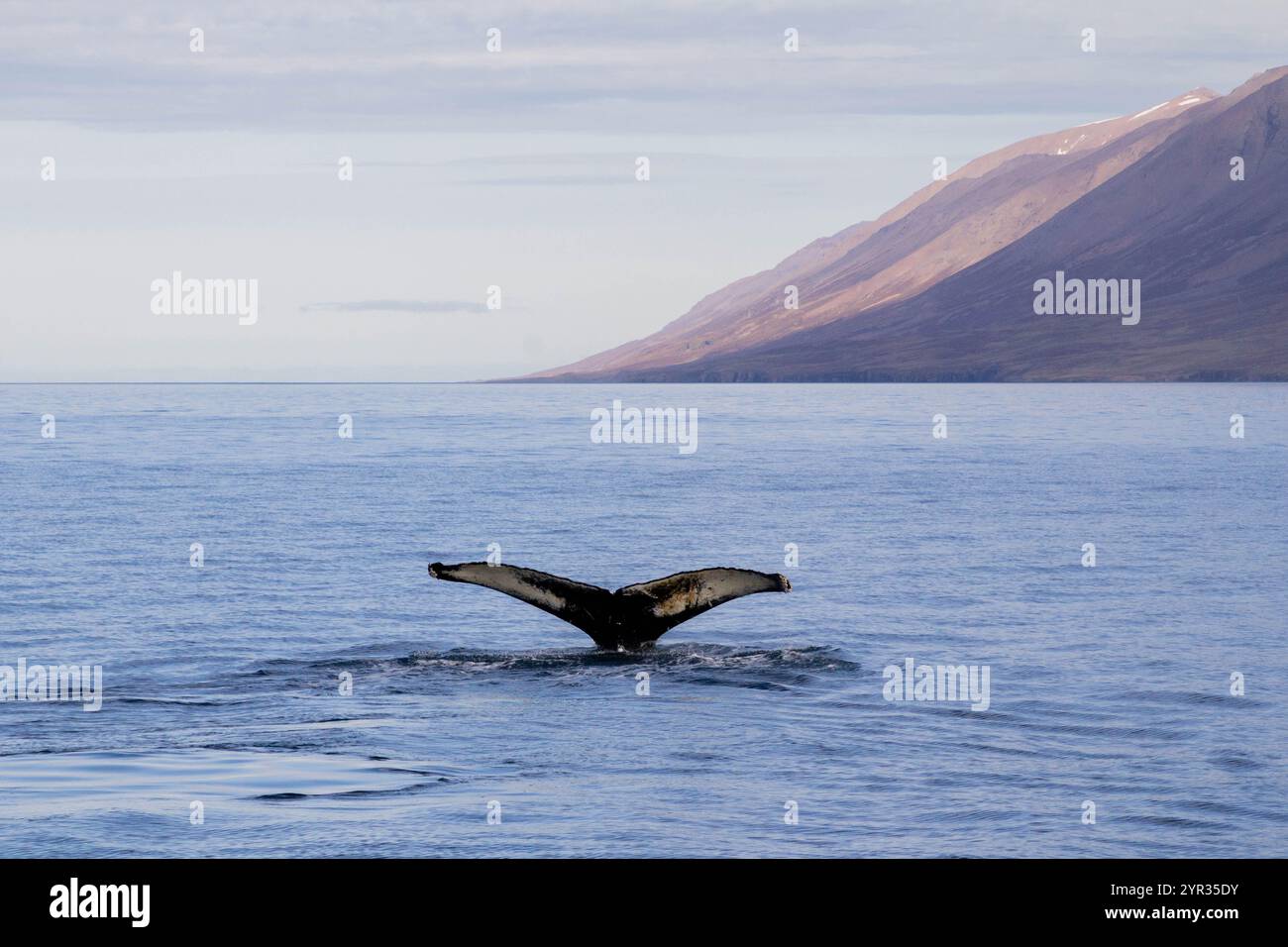 Majestic Whale Tail Emerging from the Ocean in Icelandic Waters Stock ...