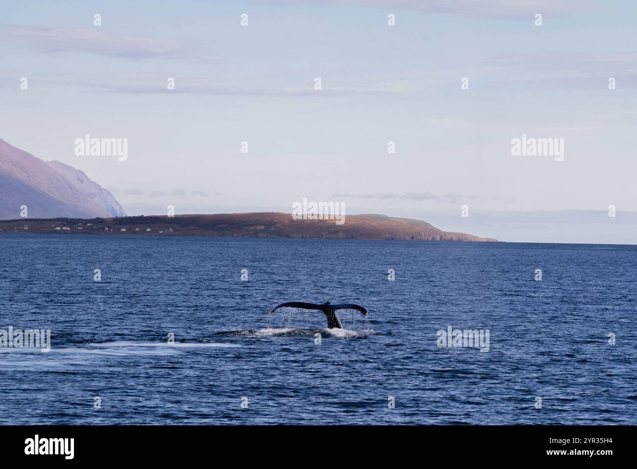 Majestic Whale Tail Emerging from the Ocean in Icelandic Waters Stock ...