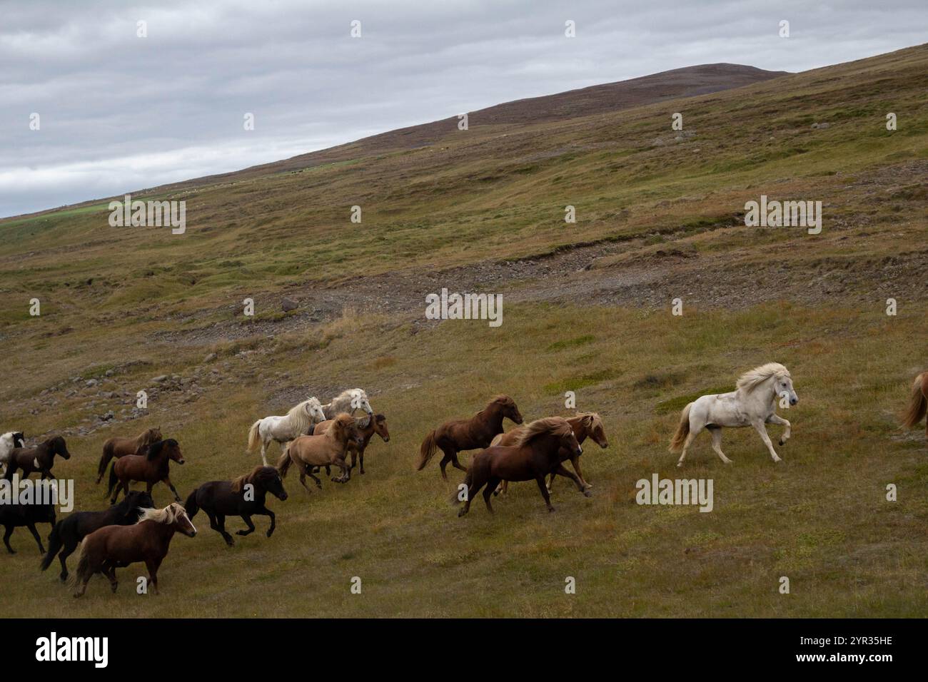 A group of horses running freely across the Icelandic landscape Stock ...