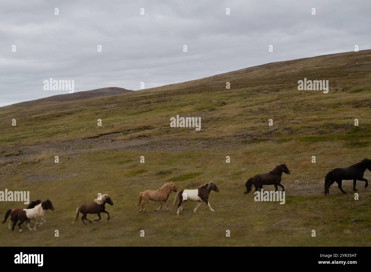 A group of horses running freely across the Icelandic landscape Stock ...