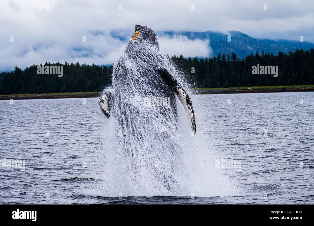 Humpback whale flippers hi-res stock photography and images - Alamy