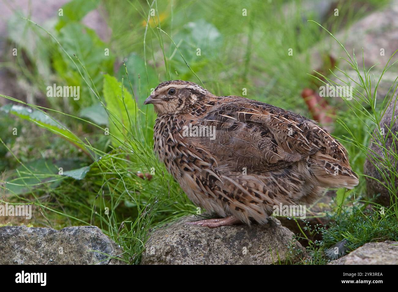 Wachtel, Coturnix coturnix, quail, common quail, La Caille des blés
