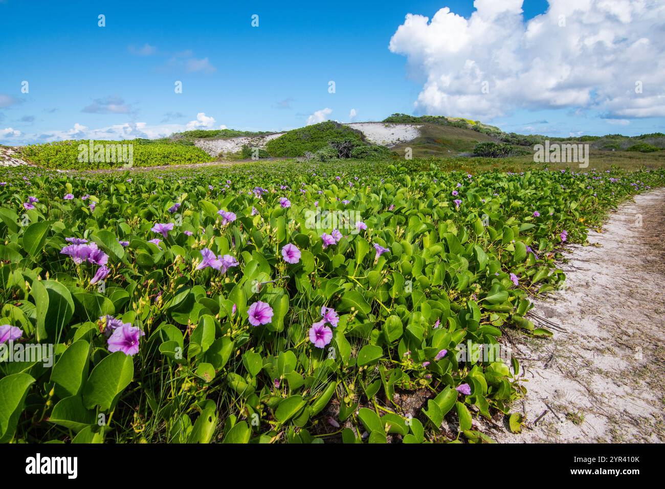 Morning glory convolvulaceae plant purple flowers hi-res stock photography  and images - Alamy
