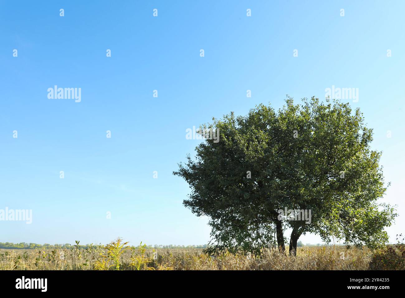 High lush tree growing in hi-res stock photography and images - Alamy