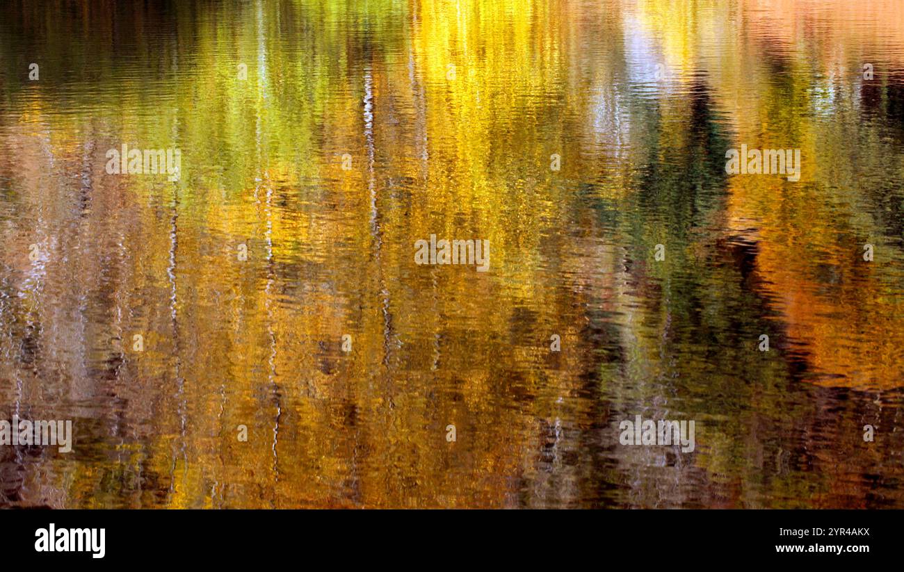 Golden reflection birch forest autumn colours. Reflection, mood, Stock Photo